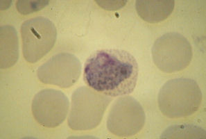 P.vivax-gametocyte